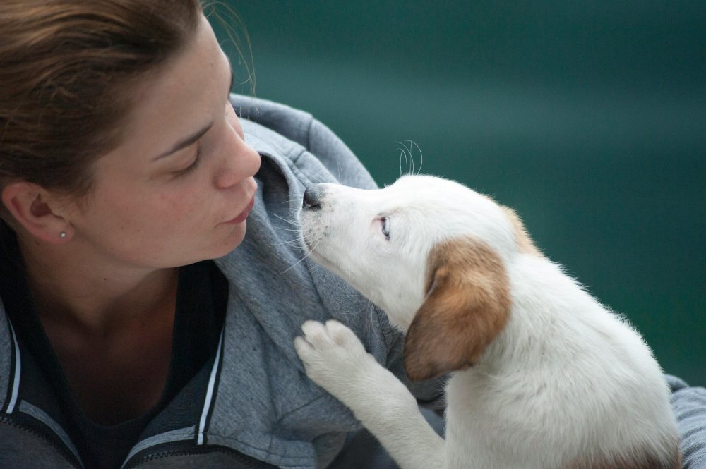 HUNDE TierpflegerIn (m/w/d) 20 Stunden