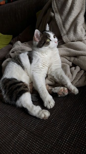 Pia