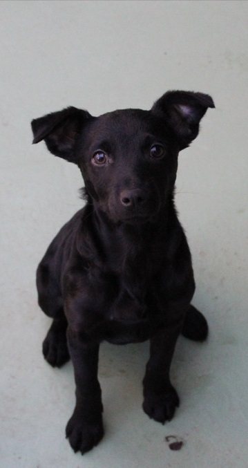 Mehr Info zu Polly