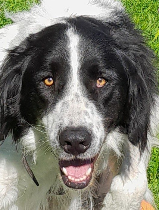 Mehr Info zu Jody alias Ponga