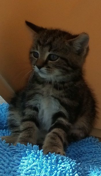 Mehr Info zu Persey & Pamina