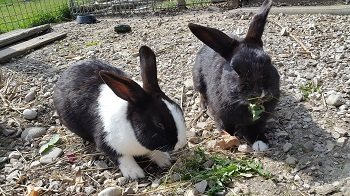 Rani und Sani