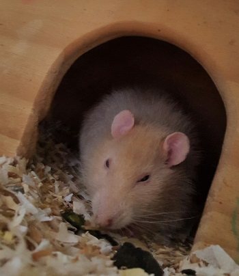 Ratatouille
