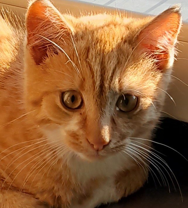 Mehr Info zu Kitti und Brüderchen  Rocka