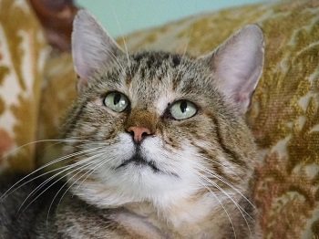Mehr Info zu Rocky