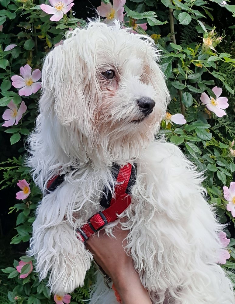 Mehr Info zu Budy