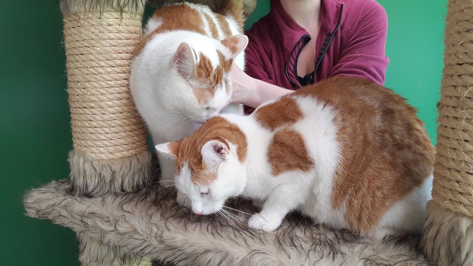 Mehr Info zu Mimi und Momo (Katzen-Geschwister)