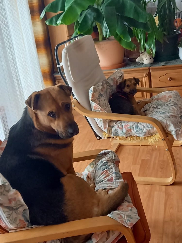 Mehr Info zu Roxi