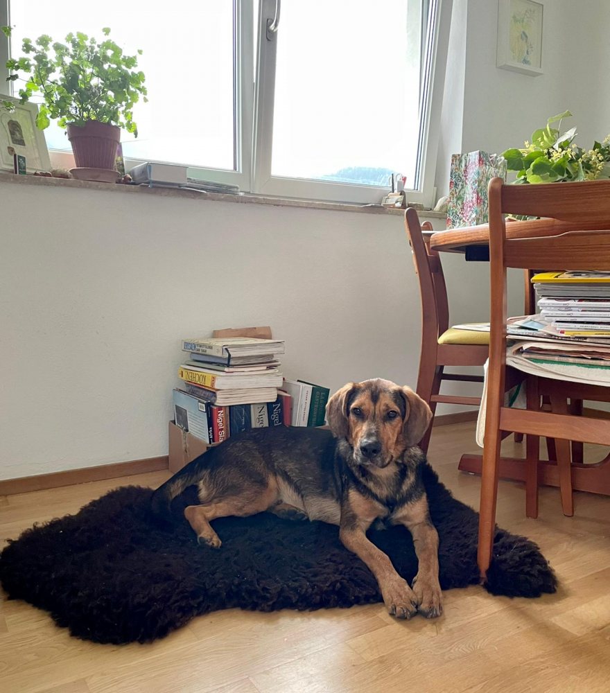 Mehr Info zu Rudi