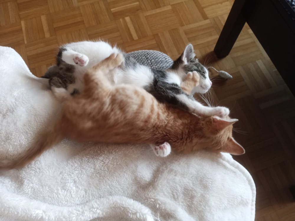 Mehr Info zu Rusty und Lili