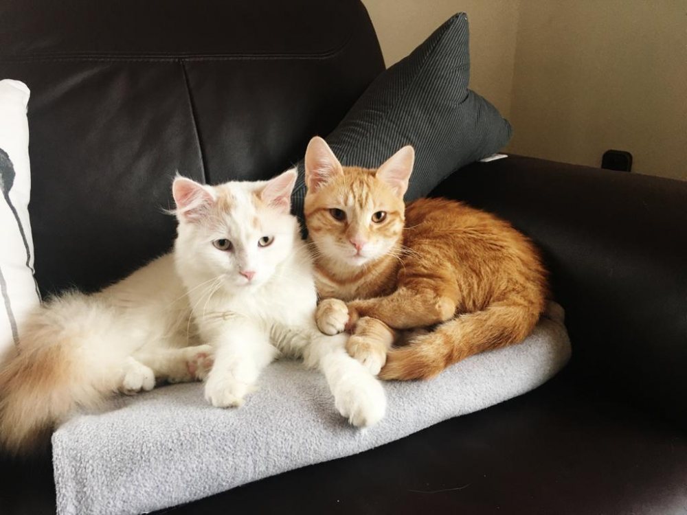 Mehr Info zu Sammy
