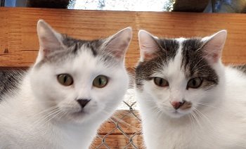 Mehr Info zu Sammy und Serafina