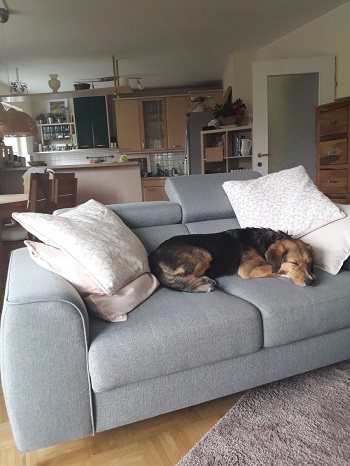 Mehr Info zu Sari