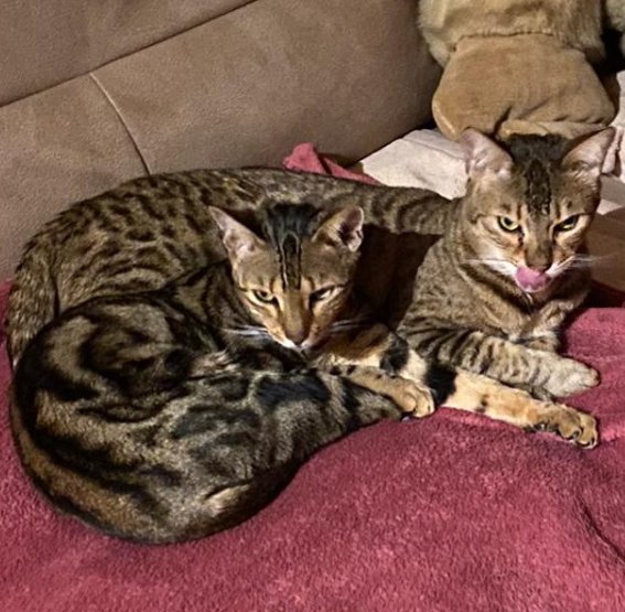 Savannah Katzen Nala und Simba