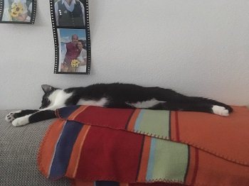 Schuschu