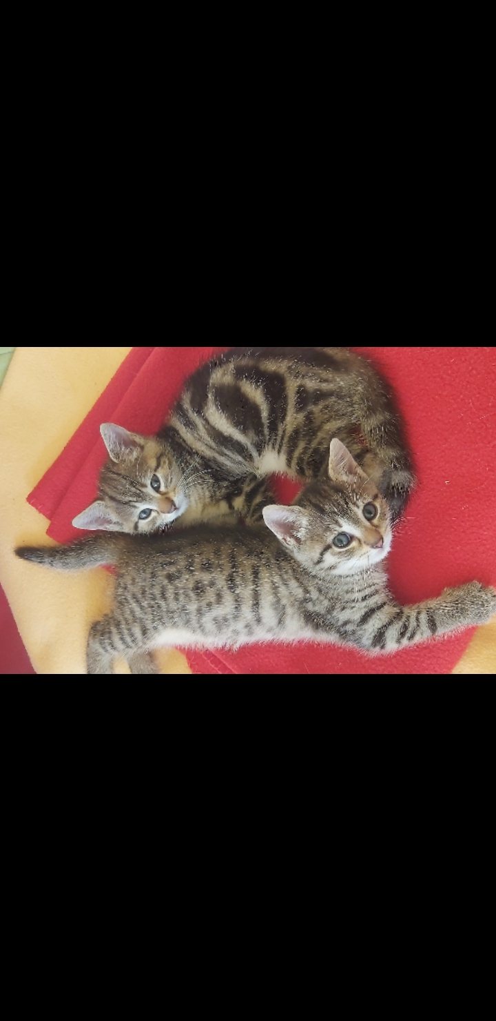 Mehr Info zu Max und Moritz