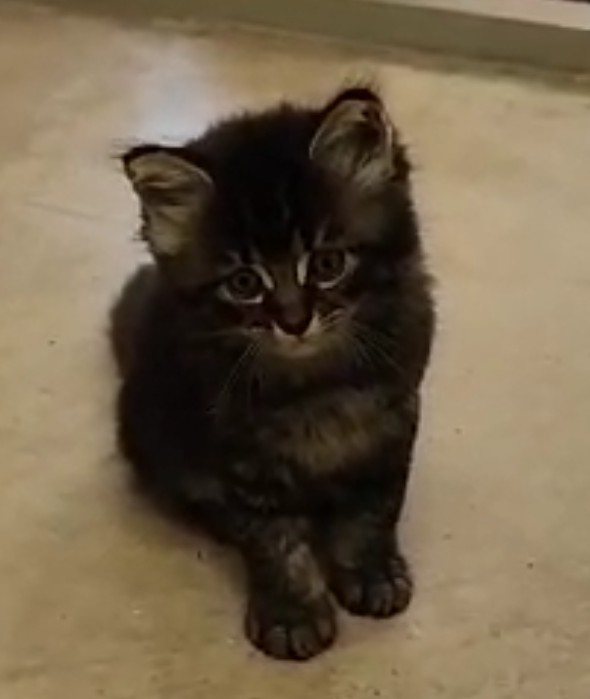 Mehr Info zu Katzenmama mit Babies ausgesetzt