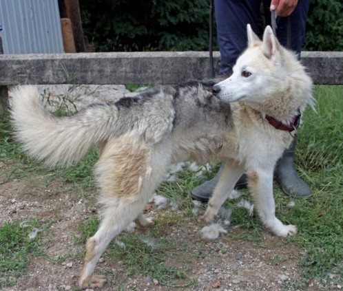 Ein Husky in weiß - bildhübsch