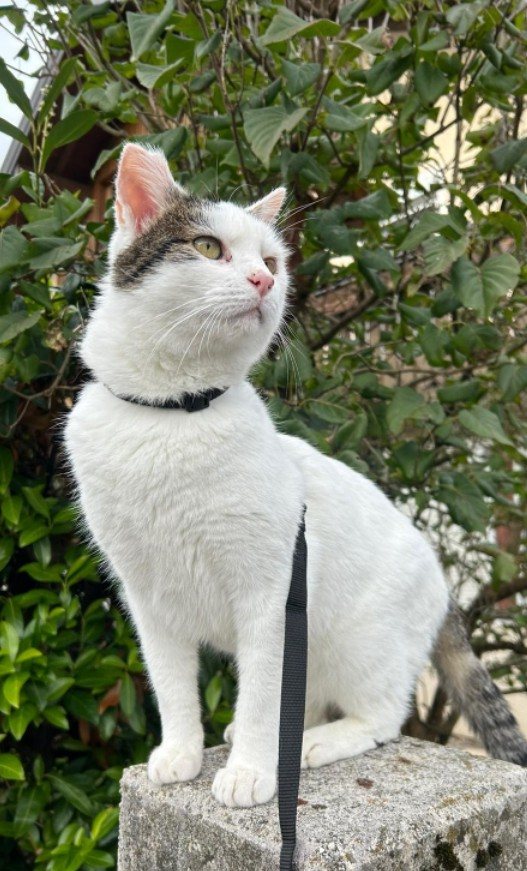 Herr Klaus