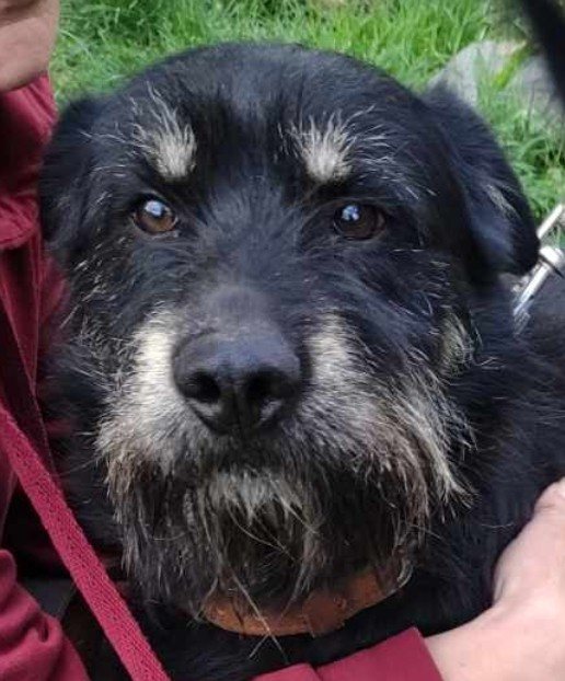 Mehr Info zu Boomer 