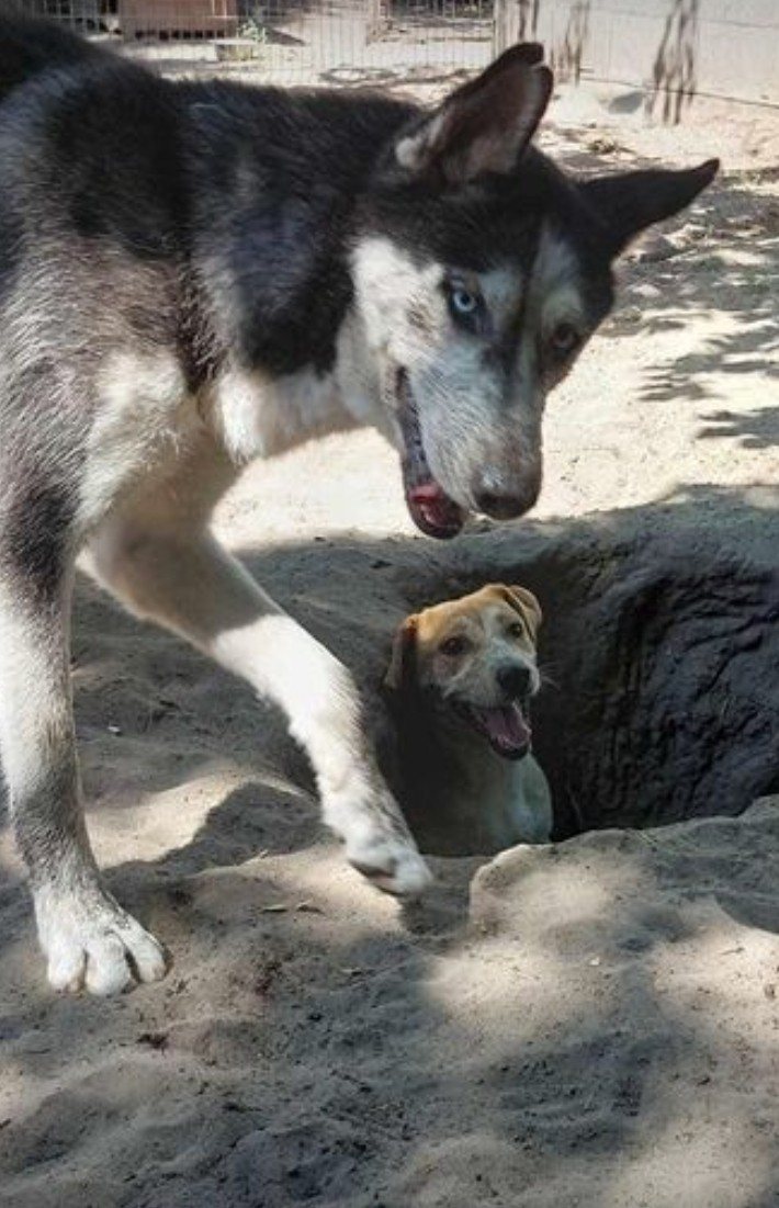Mehr Info zu Max - ein Husky Bub