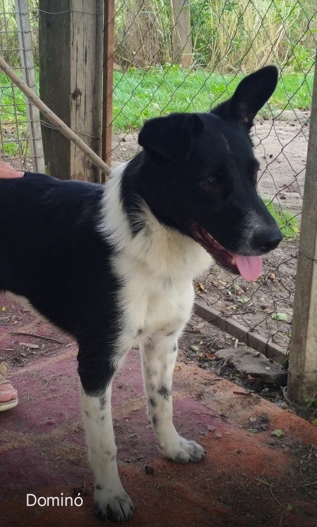 Domino 