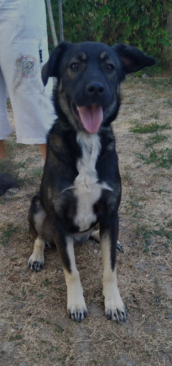 Amos 