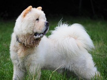 Mehr Info zu Simba