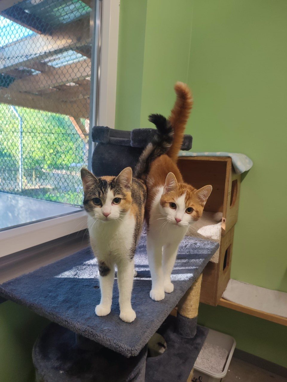 Mehr Info zu Curly und Tschibo