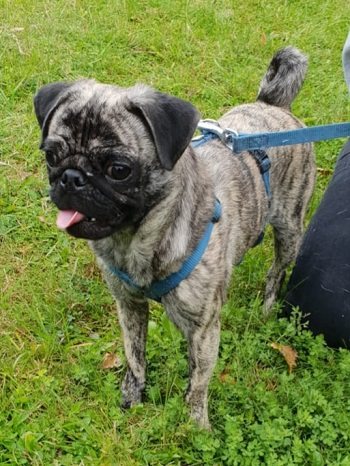 Mehr Info zu Smoky