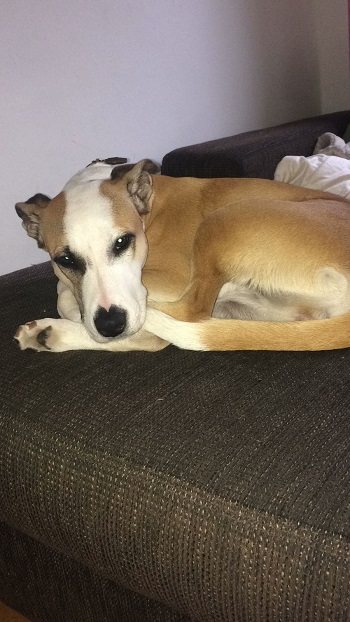 Mia