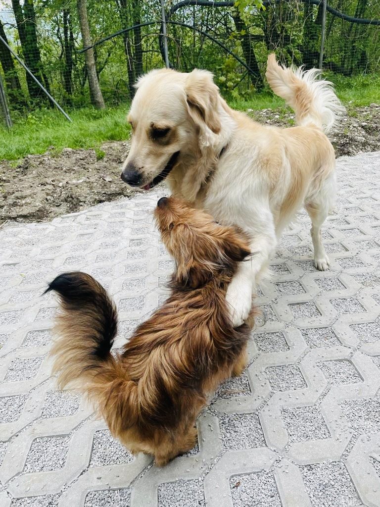 Hunde- Pension