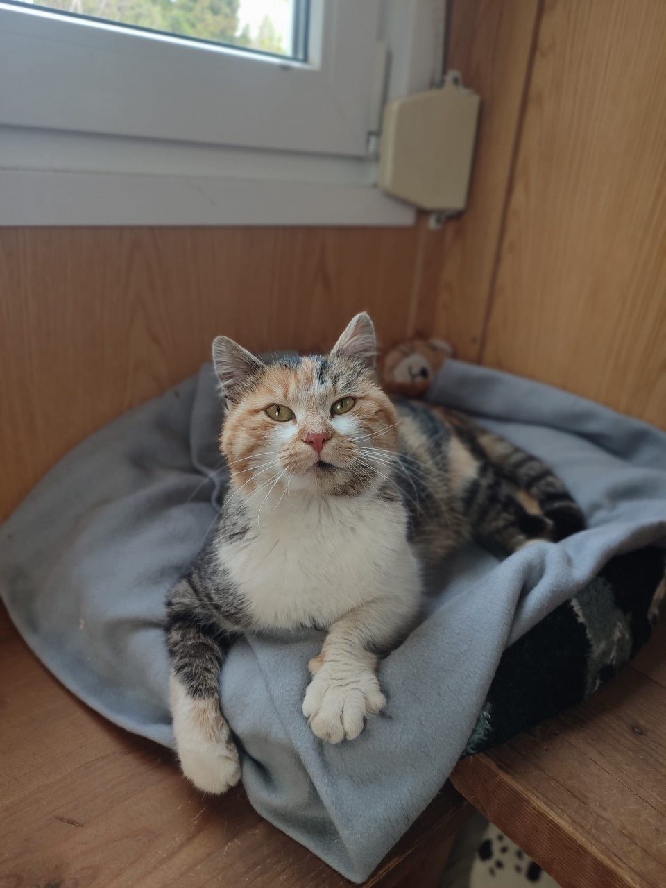 Mehr Info zu Romy