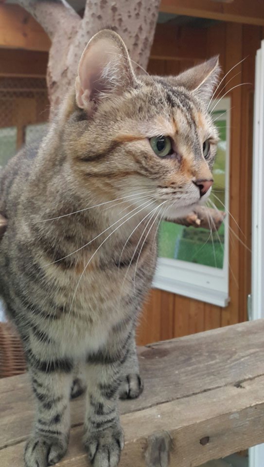 Katze Mau