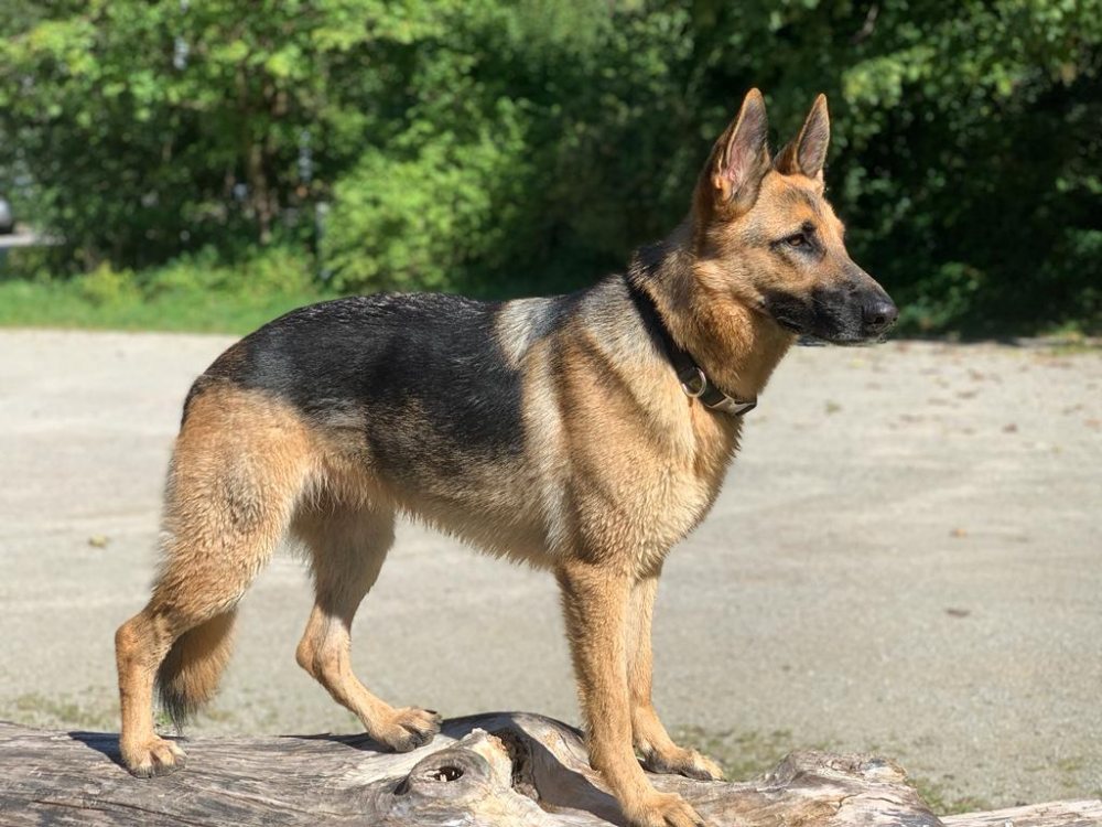 Mehr Info zu Tilly