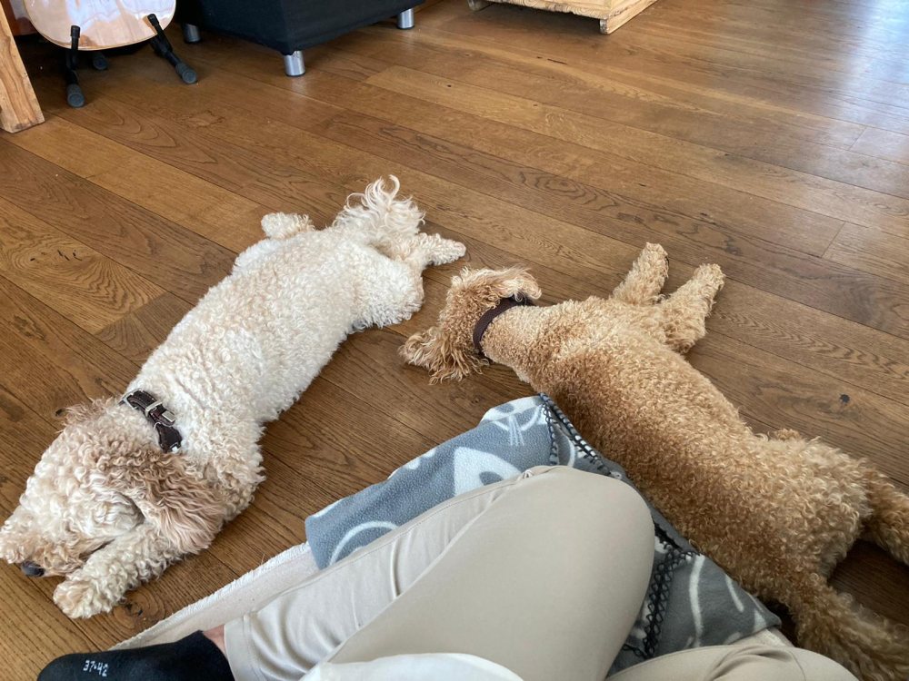 Mehr Info zu Toby