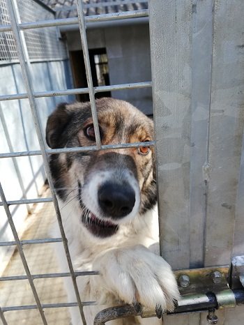 Hunde aus Ungarn