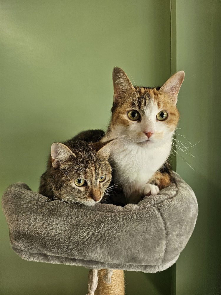 Mehr Info zu Mia und Coco 