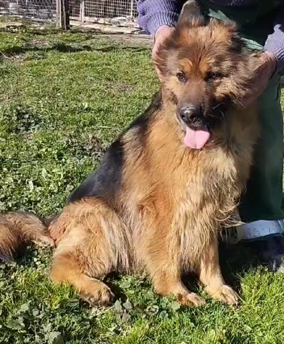 Mehr Info zu Lina - ein Langhaarschäfer sucht Gnadenplatz reserviert