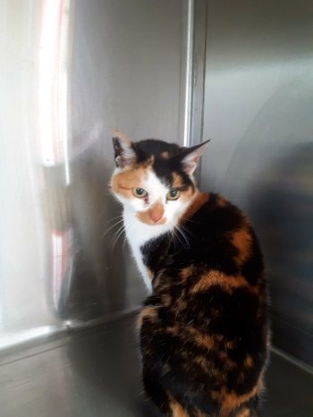 Mehr Info zu Lucy 1