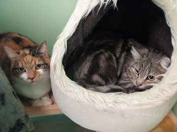 Mehr Info zu Coco  &  Pablo