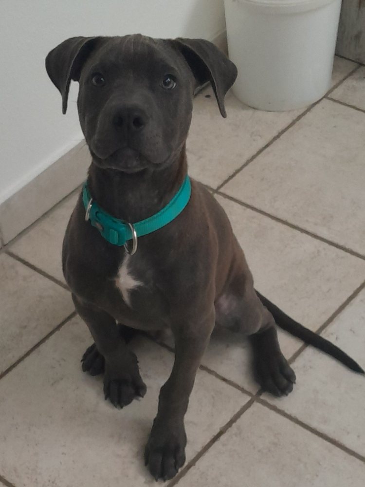 Walter - ein AmStaff Kind