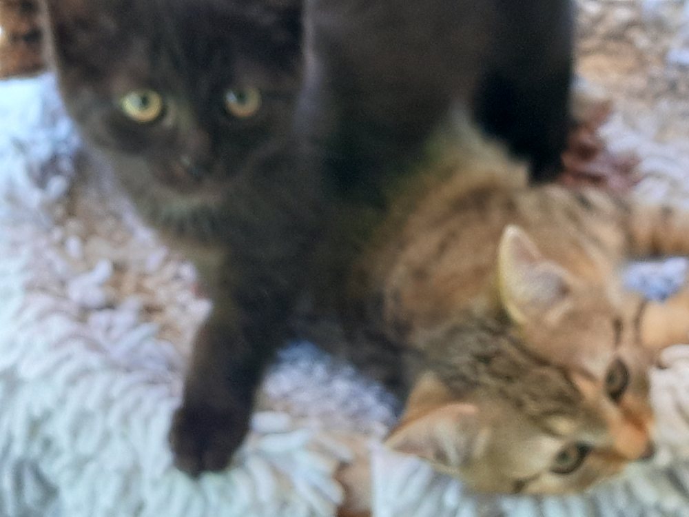 Mehr Info zu Lando und Linda
