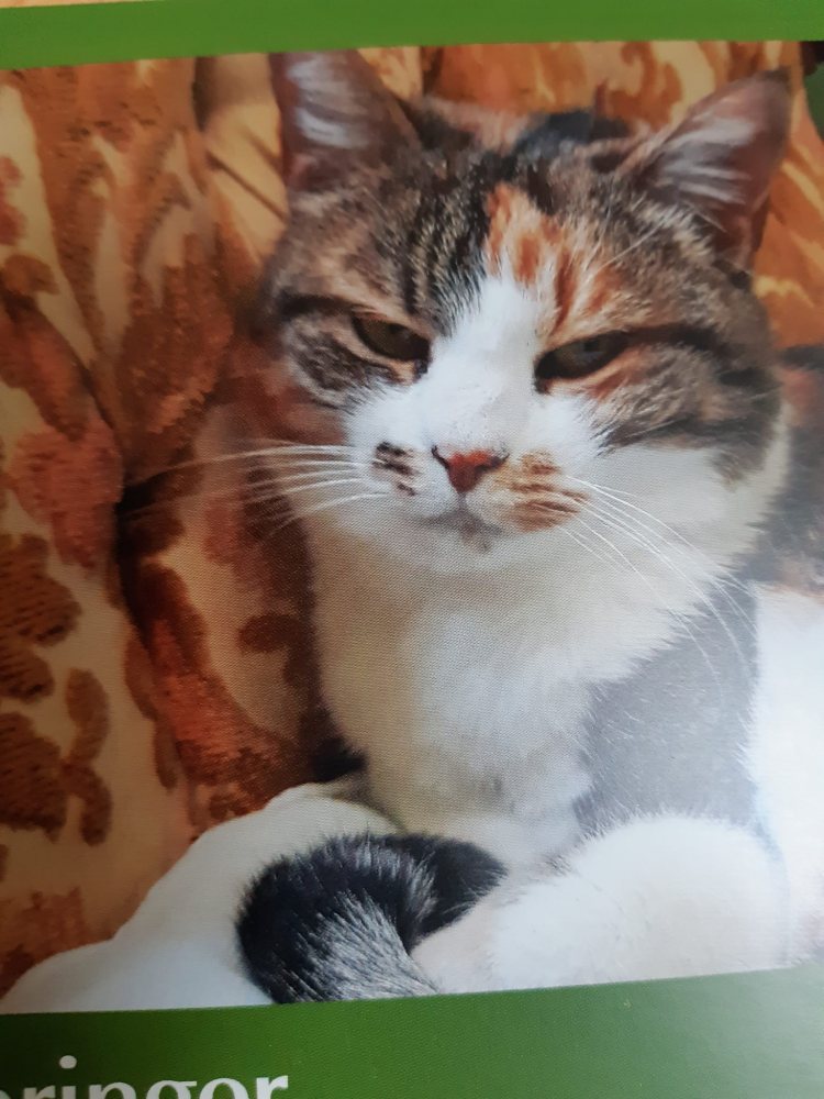 Mehr Info zu Giggi und Garfield