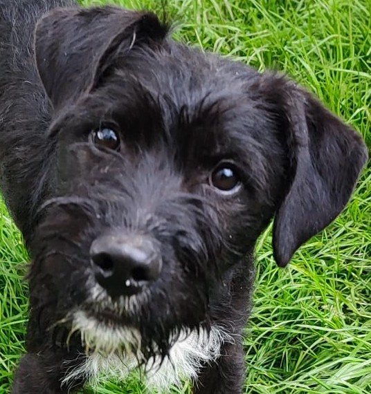 Mehr Info zu Scooby (Zsombo)